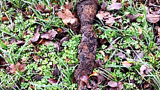 Znaleziska z czasów wojny wciąż groźne. Policja przypomina o zasadach postępowania Znaleziska z czasów wojny wciąż groźne. Policja przypomina o zasadach postępowania